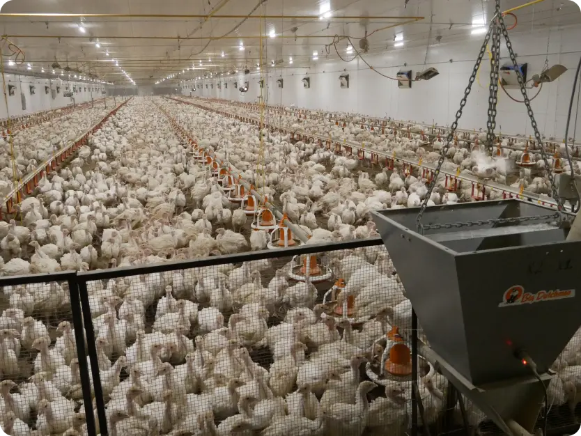 Картинка проекта